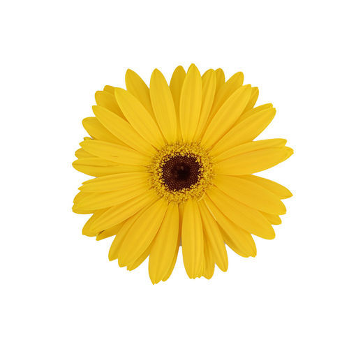 Semente de flor anual - Majorette - SAKATA ORNAMENTALS EUROPE A/S - rosa / amarela / vermelha