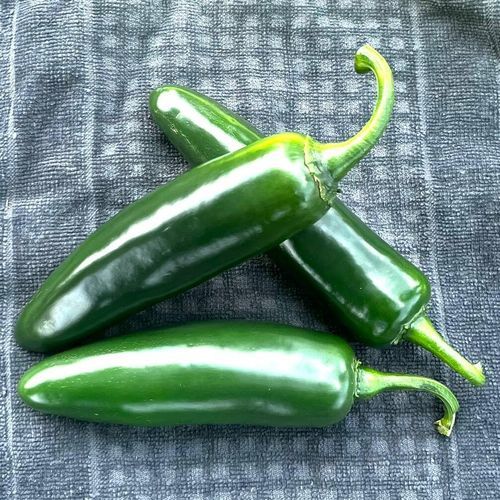 Semente de pimentão média - Zeus - SAKATA ORNAMENTALS EUROPE A/S - resistente ao oídio / resistente ao mosaico / resistente à mancha-bacteriana