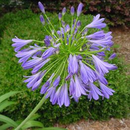 Muda de flor perene - Agapanthus africanus - AG 3 Inc - azul / violeta / para canteiro
