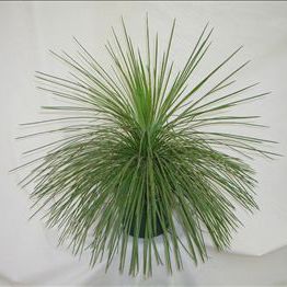 Planta verde perene - Agave geminiflora - AG 3 Inc - para vaso / rústica