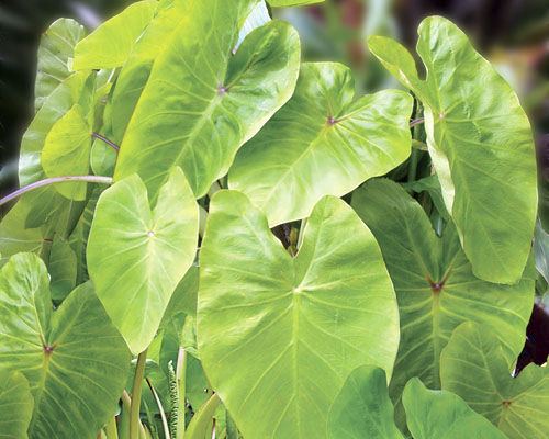 Planta verde perene - Colocasia esculenta 'Maui Gold' PPAF - Agri-Starts Inc - para canteiro / para vaso / para jardim