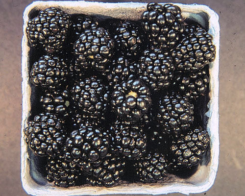 Arbusto frutífero - Rubus 'Arapaho' - Agri-Starts Inc