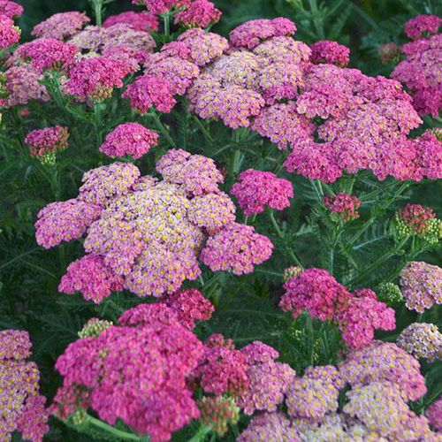 Muda de flor perene - Achillea millefolium Sassy Summer Taffy - Darwin Perennials - rosa / para vaso / a cortar