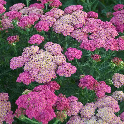 Muda de flor perene - Achillea millefolium Sassy Summer Taffy