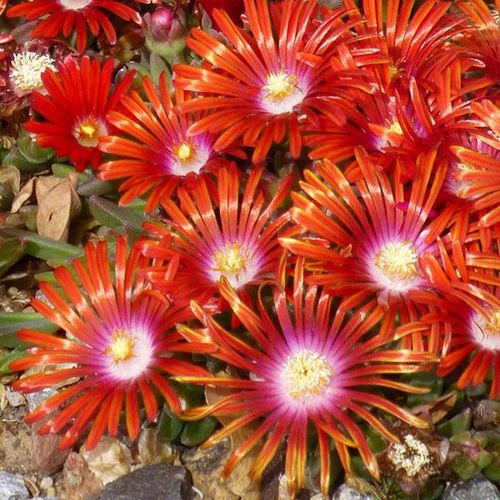 Muda de flor anual - Delosperma Mountain Flame® - Darwin Perennials - vermelha / para jardim / rústica