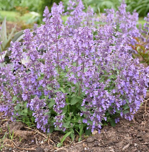 Muda de flor perene - Nepeta Picture Purrfect - Darwin Perennials - violeta / azul / para jardim