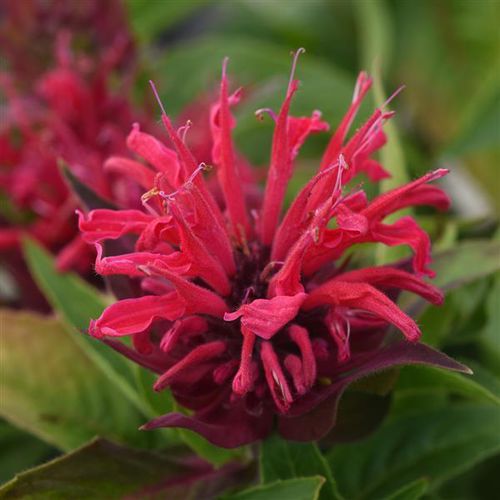 Muda de flor perene - Monarda didyma Bee-Mine™  - Darwin Perennials - vermelha / para jardim / para atrair borboletas
