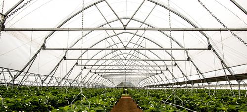 Estufa multitúnel - EZvent - Haygrove Tunnels - para plantas ornamentais / em material plástico / para morangos