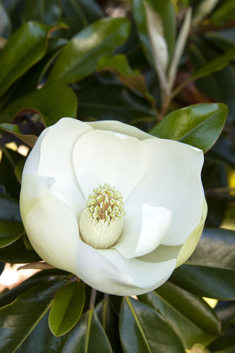 Arbusto florífero para canteiro - 5943  - Monrovia - de flores brancas
