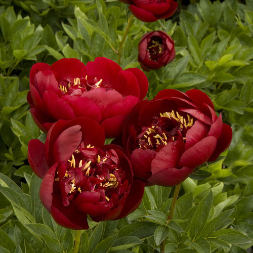 Muda de flor perene - 5028  - Monrovia - vermelha / a cortar / para jardim