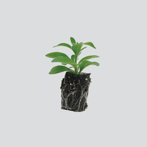 Substrato de cultivo turfa - FERTISS® - OASIS Grower Solutions - perlita / vermiculita / em forma de tampão