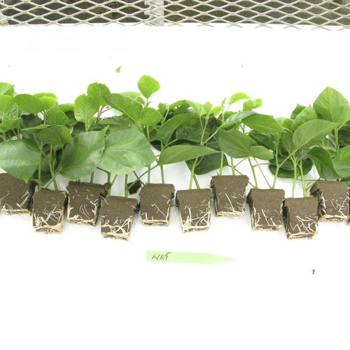 Substrato de cultivo turfa - Rootcubes® - OASIS Grower Solutions - em forma de tampão / estéril