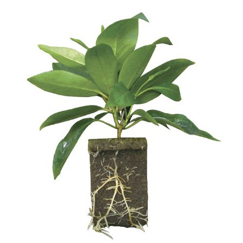 Substrato de cultivo terra vegetal - Rootcubes® Wedge® - OASIS Grower Solutions - em forma de tampão / fibroso