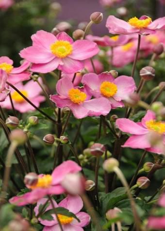 Muda de flor perene - Anemone Fantasy™ Cinderella - Pacific Plug & Liner - rosa / para vaso / para jardim