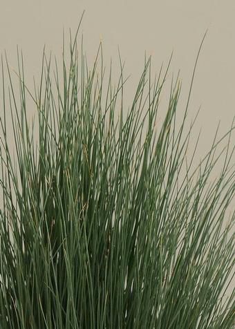 Planta verde perene - Juncus inflexus Blue Dart - Pacific Plug & Liner - para vaso / para jardim