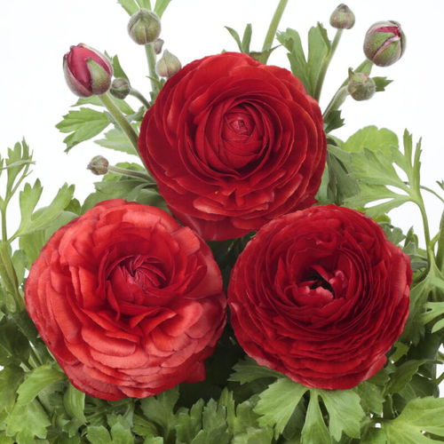 Muda de flor anual - BLOOMINGDALE II - Sakata Seed America Inc - vermelha / branca / rosa