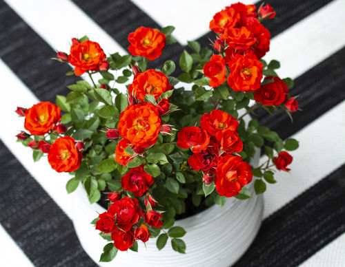 Muda de flor vermelha - Sunblaze® Autumn - Star® Roses and Plants - laranja / para vaso / perfumada