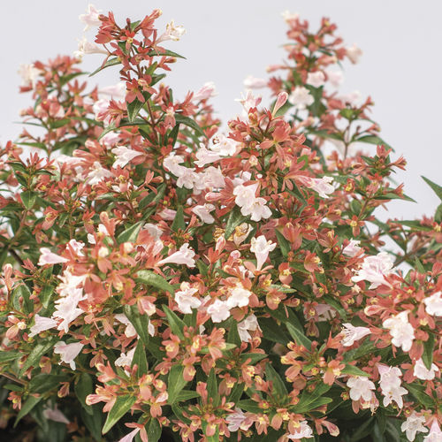 Arbusto florífero para vaso - Raspberry Perfection™ Abelia - Star® Roses and Plants - de flores cor-de-rosa
