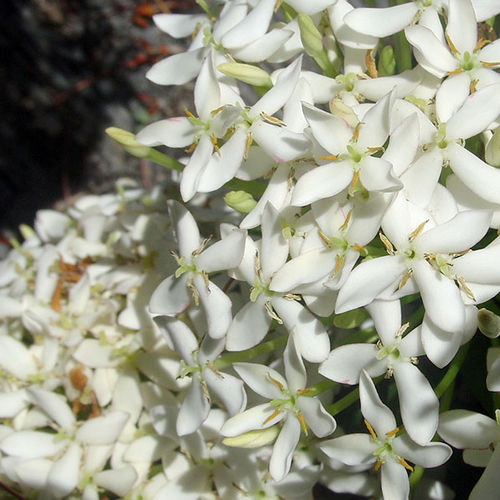 Arbusto florífero para vaso - Dwarf White - Vista Farms - para canteiro / de flores brancas