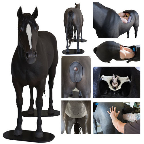 Simulador veterinário de palpação - Veterinary Simulator Industries Ltd. - para cavalos / de corpo inteiro