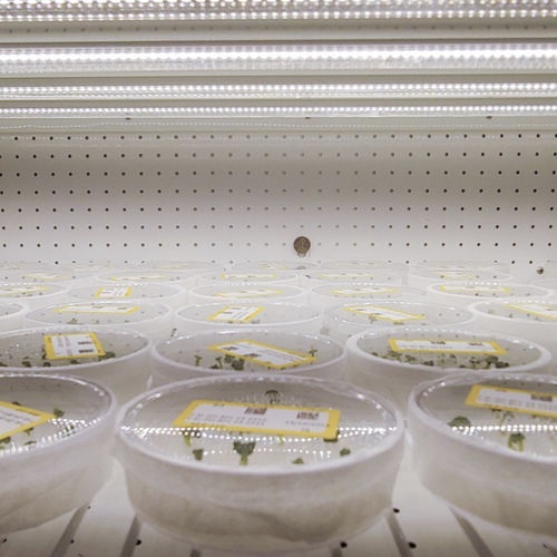 Câmara climática para crescimento de plantas - GEN1000 TC - CONVIRON - para pesquisa