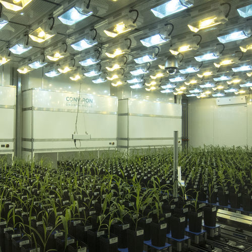 Câmara climática para crescimento de plantas - Conviron Growth House™ - CONVIRON
