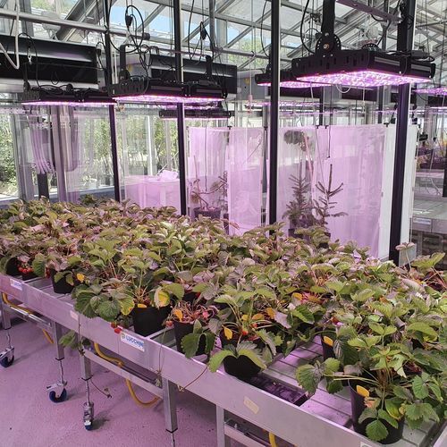 Iluminação para horticultura - ANTARES - Ambralight - de LED / para ambiente interno