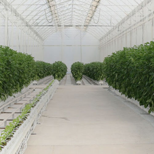 Estufa multicapela - Richel serre - em material plástico / com calhas pluviais