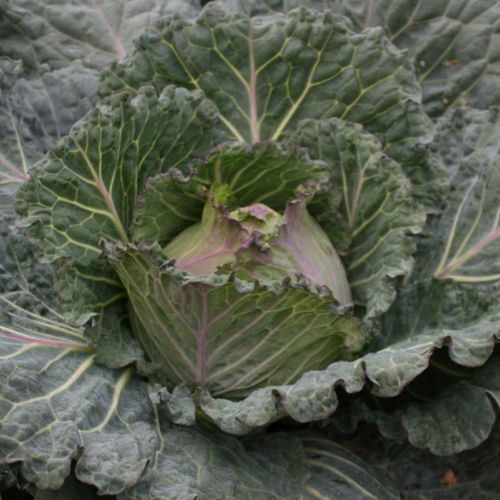 Semente de couve de inverno - Marabel F1 - Tozer Seeds Ltd - híbrida