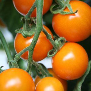 Semente de tomateiro-cereja laranja - Sungold F1 - Tozer Seeds Ltd - resistente ao mosaico / híbrida / redonda