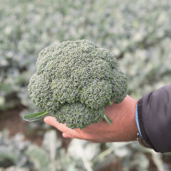 Semente de brócolis tardia - Delano (Bejo 2970) - Elsoms Seeds