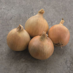 Semente de cebola precoce - Hybing - Elsoms Seeds