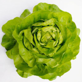 Semente de alface precoce - Antedis - Elsoms Seeds