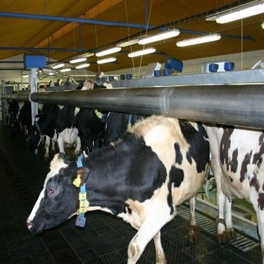 Portão de separação para vacas - FARMTEC a.s.