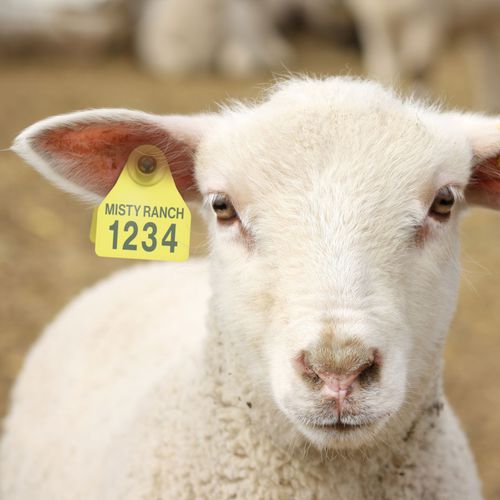 Brinco de identificação para ovinos - Shearwell BOS Small female - Shearwell Data Ltd - para caprinos / para bovinos