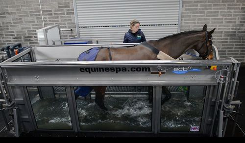Esteira ergométrica para equinos aquática - ECB Equine Spa