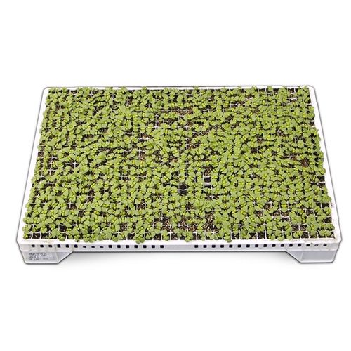 Bandeja de germinação em plástico - SEEDER 864 HOLES 60X40X7 - Pentaplast - reutilizável / retangular