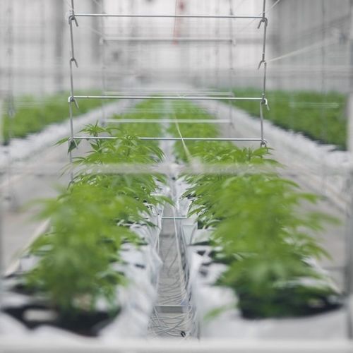 Estufa tipo túnel - J. Huete Greenhouses - em vidro