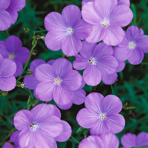 Semente de flor perene - Heavenly Blue - thompson-morgan - violeta / para jardim