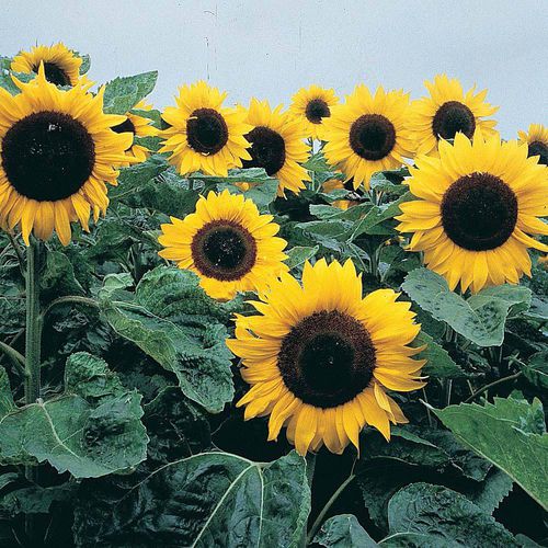 Semente de flor anual - Elite Sun - thompson-morgan - amarela / para jardim