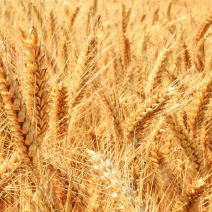 Semente de trigo mole superprecoce - GREKAU - agriobtentions - de inverno / resistente à ferrugem / resistente ao oídio