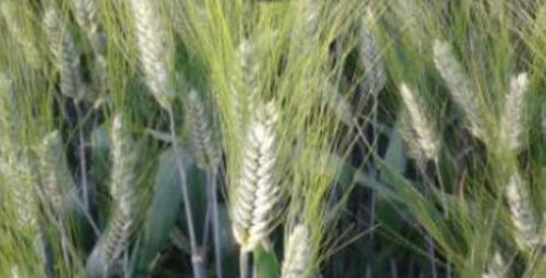 Semente de trigo duro precoce - DIMOKRITOS  - agriobtentions - de primavera / resistente à ferrugem / resistente ao oídio