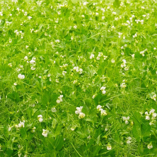 Semente de ervilha forrageira semitardia - FURTIF - agriobtentions - de inverno / resistente à clorose férrica / resistente ao acamamento