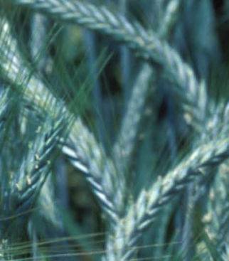 Semente de triticale precoce - LUMACO - agriobtentions - de inverno / resistente à ferrugem / resistente ao oídio