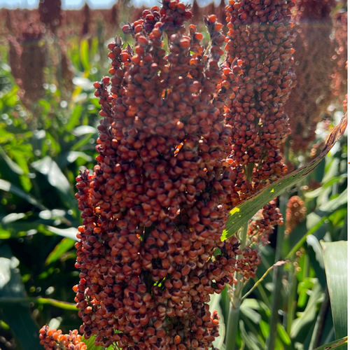 Semente de sorgo semiprecoce - M6516IG - Beck's Hybrids - para grãos / resistente à fusariose / resistente ao oídio