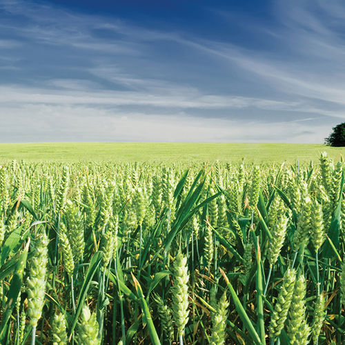 Semente de trigo mole precoce - Biancor - limagraincerealseeds - de inverno / resistente à ferrugem / resistente ao frio