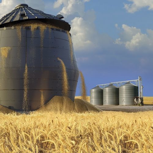Semente de trigo duro precoce - Buster - limagraincerealseeds - de primavera / resistente à ferrugem / resistente à fusariose