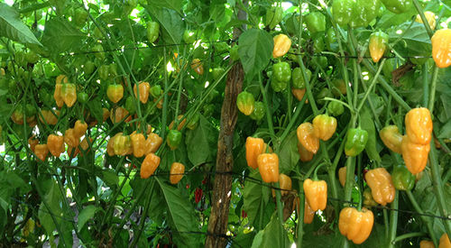 Semente de pimentão precoce - Megalodon - larkseeds - amarela / verde