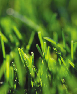 Fertilizante orgânico - Replenish 10-2-5 - earthworksturf - NPK / granulado / biológico