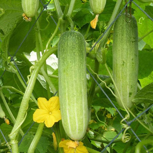 Semente de pepino precoce - Empire F1 - eastwestseed - híbrida
